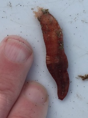 Taeniogyrus dunedinensis