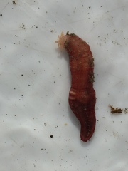 Taeniogyrus dunedinensis