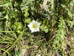 Gentiana scabrida