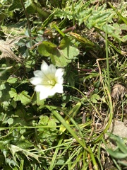 Gentiana scabrida