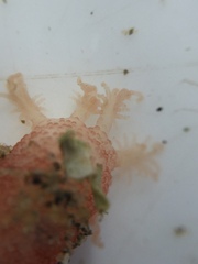 Taeniogyrus dunedinensis