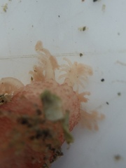 Taeniogyrus dunedinensis