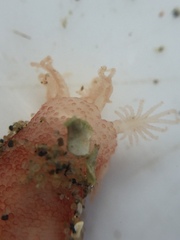 Taeniogyrus dunedinensis