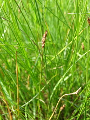 Eleocharis uniglumis