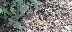 Turdus simillimus