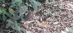Turdus simillimus