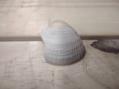 Chione elevata