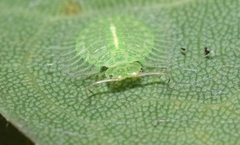 Myiodactylinae
