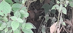 Turdus simillimus