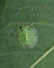 Myiodactylinae
