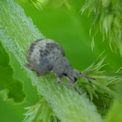 Pseudocneorhinus bifasciatus