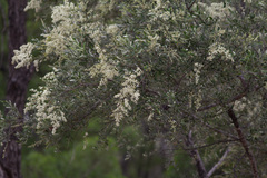 Bursaria spinosa