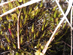 Campylopus atrovirens