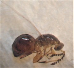Odontofroggatia galili