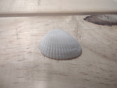 Lunarca ovalis