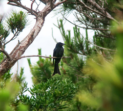Dicrurus annectens