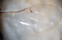 Odontofroggatia galili