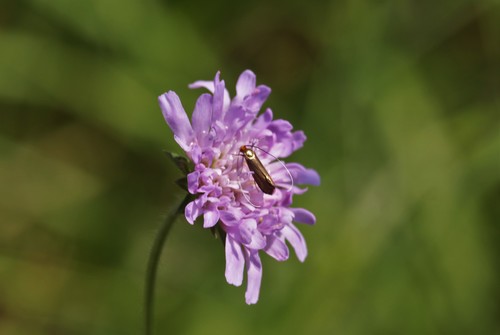 Nemophora metallica