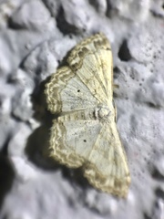 Scopula propinquaria