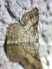 Calletaera subexpressa