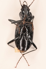 Nebria schwarzi