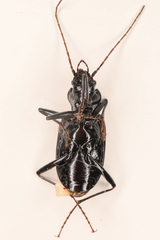 Nebria schwarzi