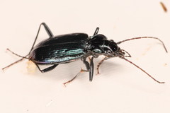 Nebria schwarzi