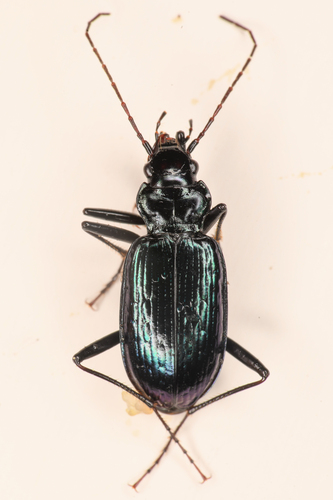 Nebria schwarzi · iNaturalist