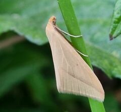 Rhodometra sacraria