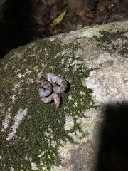Trimerodytes aequifasciatus