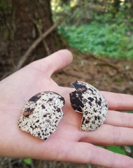Brachyramphus marmoratus