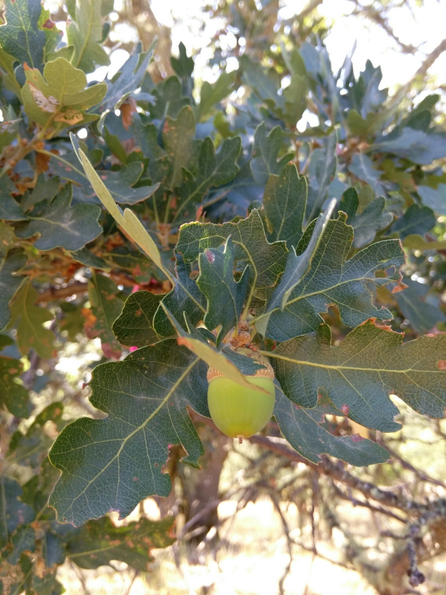 Quercus X eplingii