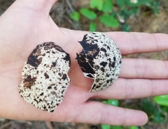 Brachyramphus marmoratus