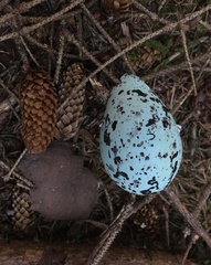 Brachyramphus marmoratus
