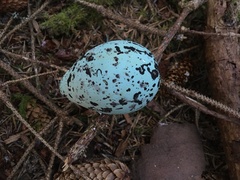 Brachyramphus marmoratus