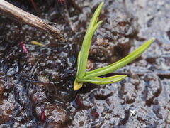 Spiranthes romanzoffiana