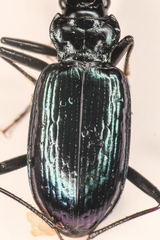 Nebria schwarzi