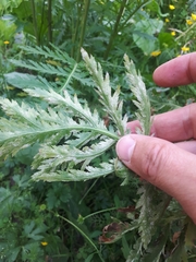 Paraperonospora tanaceti