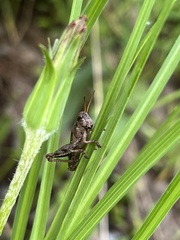Melanoplus fasciatus