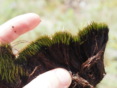 Campylopus atrovirens