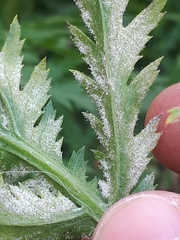 Paraperonospora tanaceti