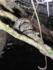 Trimerodytes aequifasciatus
