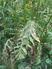 Paraperonospora tanaceti