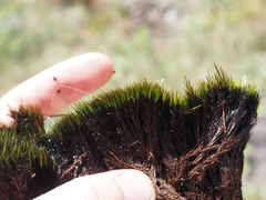 Campylopus atrovirens