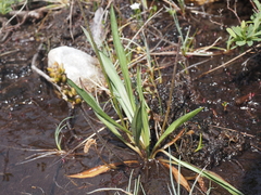 Plantago macrocarpa