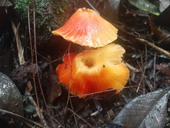 Hygrocybe occidentalis