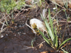 Plantago macrocarpa