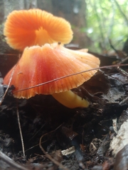 Hygrocybe occidentalis