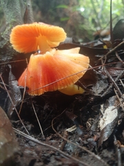 Hygrocybe occidentalis