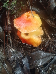 Hygrocybe occidentalis